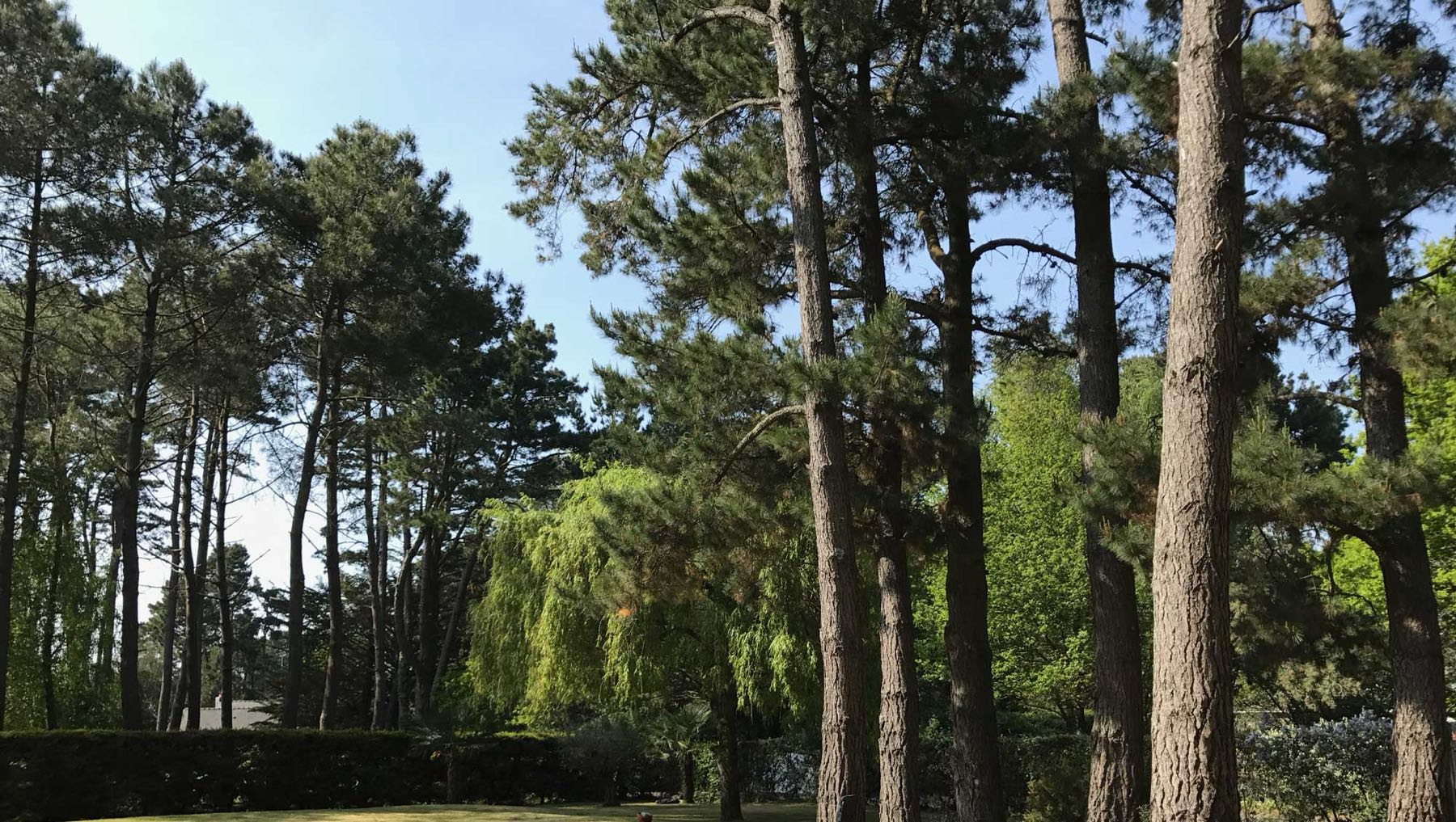 Les pins maritimes du Domaine de Soursac, à Quimiac